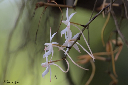 Aerangis Biloba