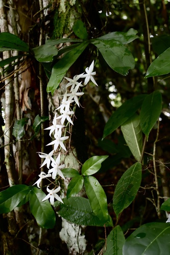 Aerangis Biloba
