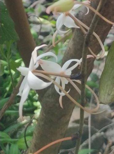 Aerangis Biloba
