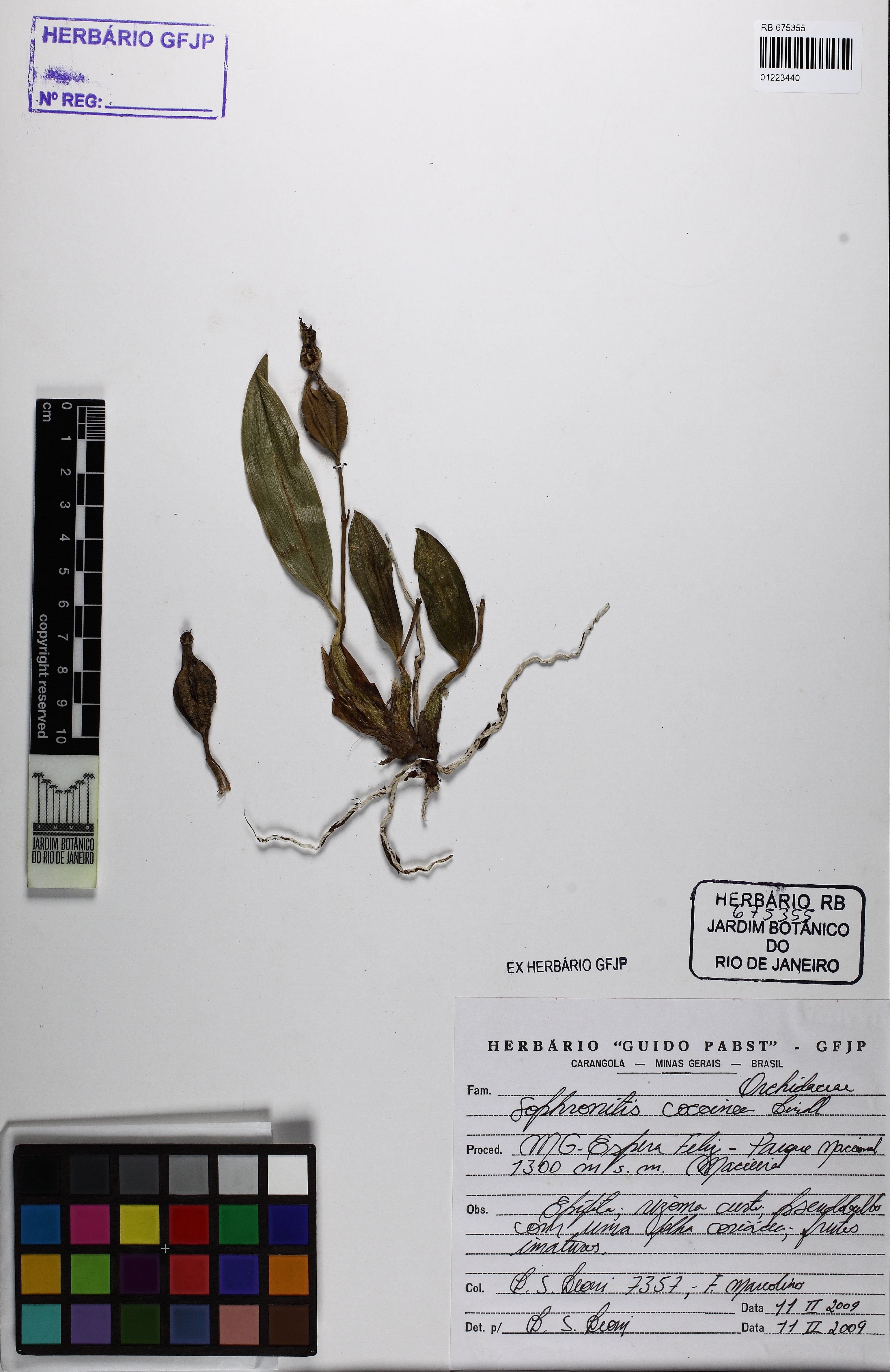 Sophronitis Coccinea