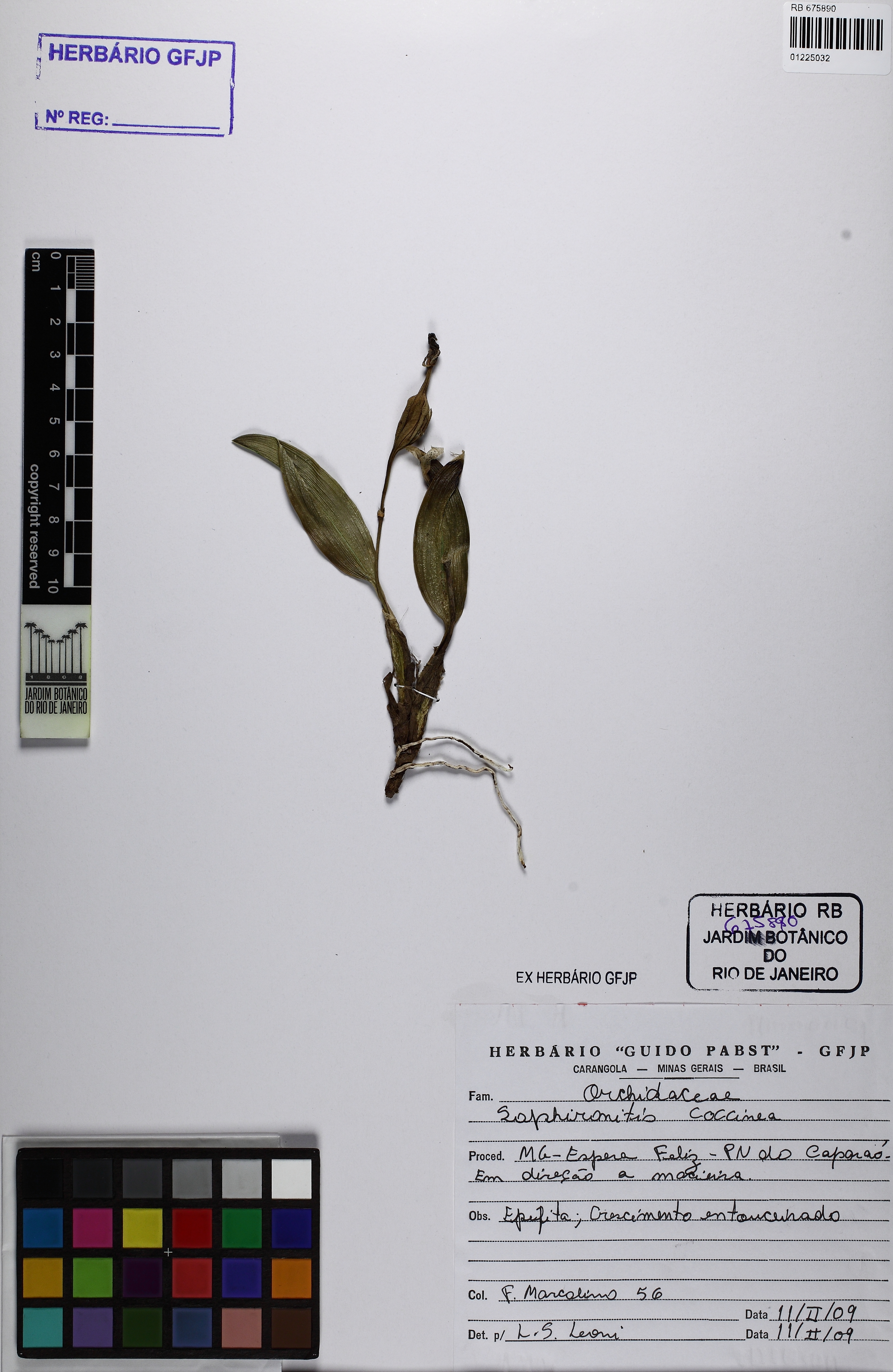 Sophronitis Coccinea