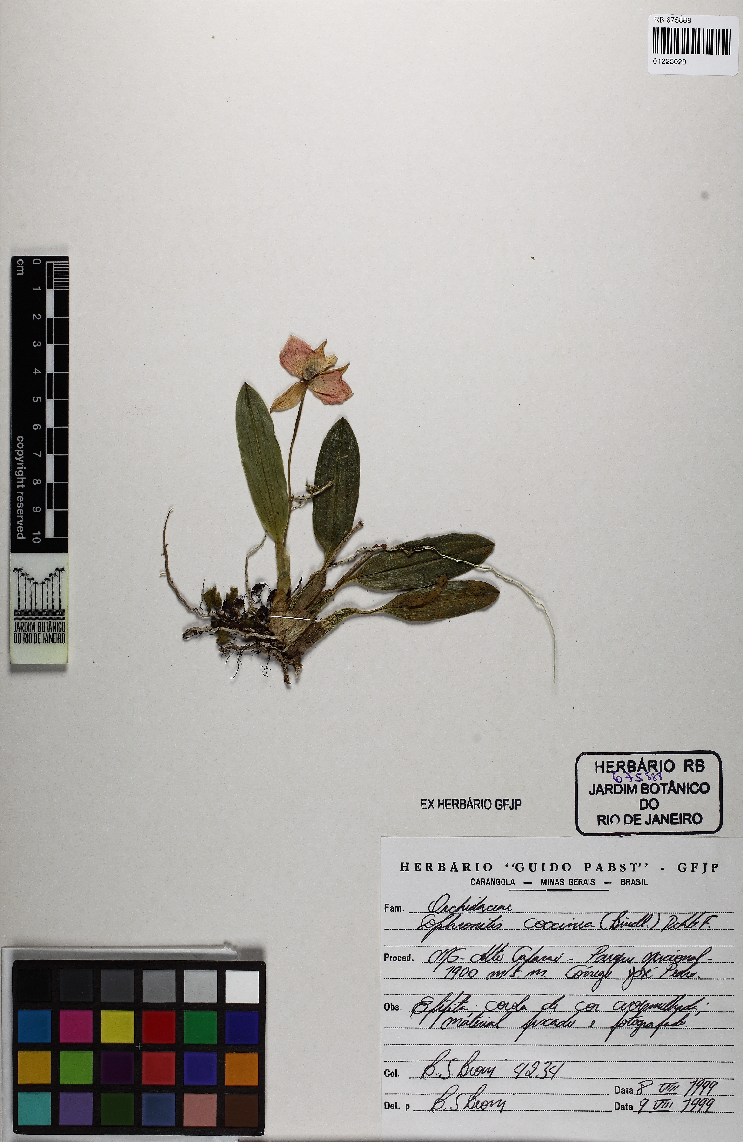 Sophronitis Coccinea