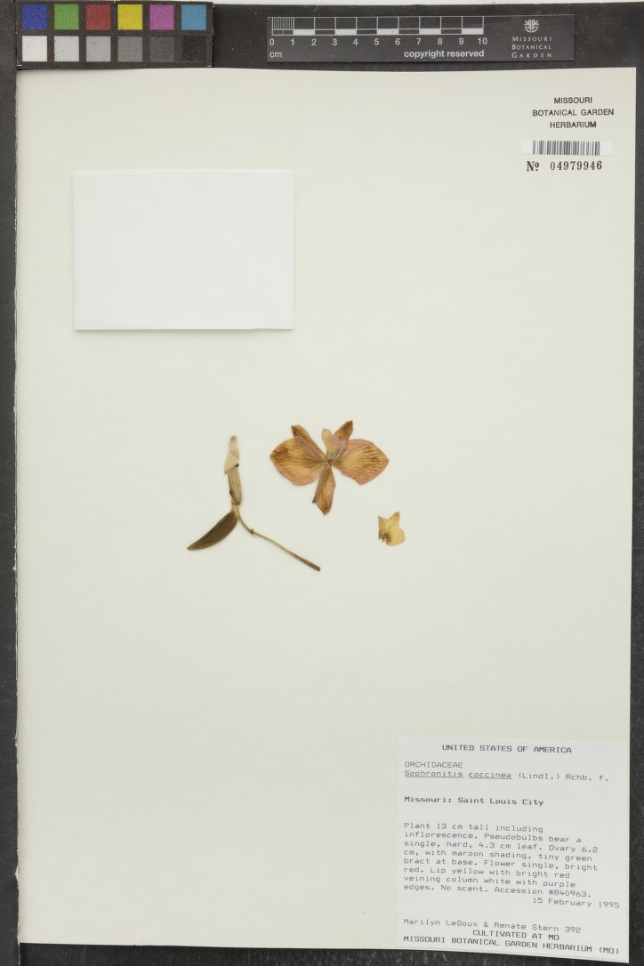 Sophronitis Coccinea
