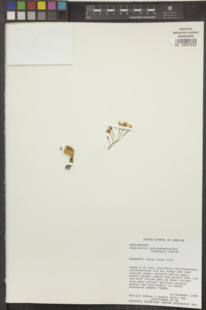 Sophronitis Brevipedunculata