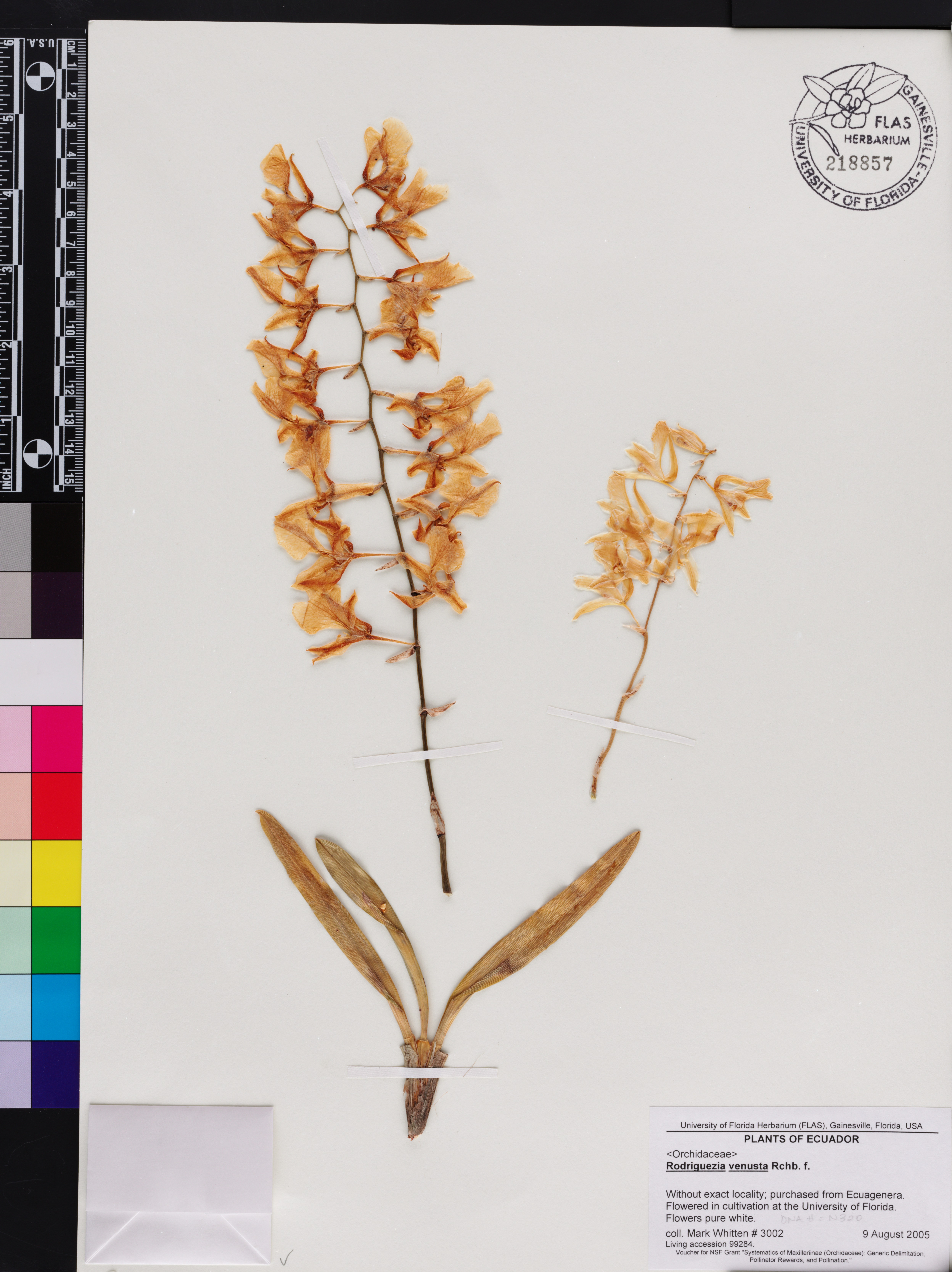Rodriguezia Venusta (Orquídea Véu de Noiva)