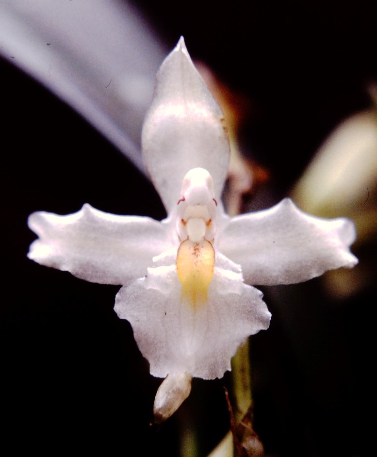 Rodriguezia Venusta (Orquídea Véu de Noiva)