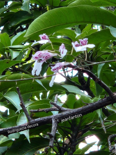 Rodriguezia Decora