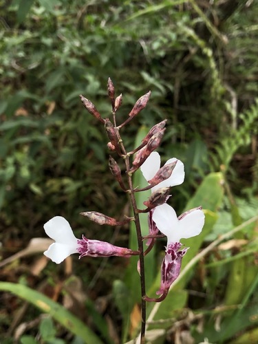Rodriguezia Decora
