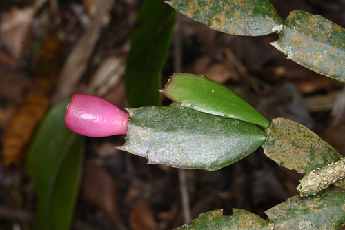 Flor de Maio (Christmas Cactus)