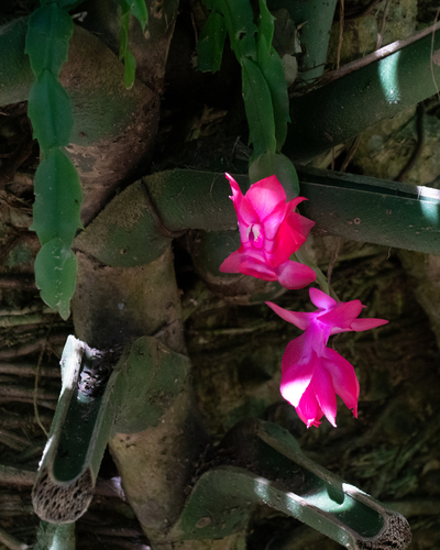 Flor de Maio (Christmas Cactus)