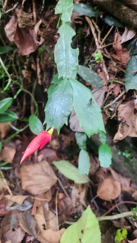 Flor de Maio (Christmas Cactus)
