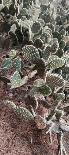 Cacto Orelha de Coelho