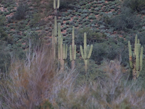 Cacto Saguaro