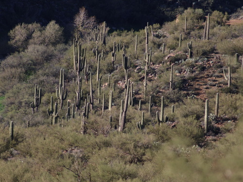 Cacto Saguaro