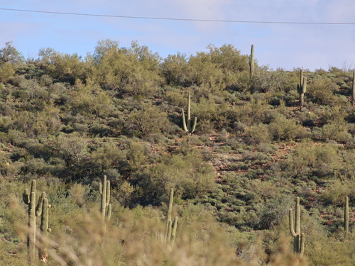 Cacto Saguaro
