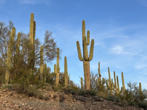 Cacto Saguaro