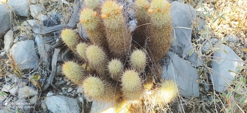 Cacto Dedal