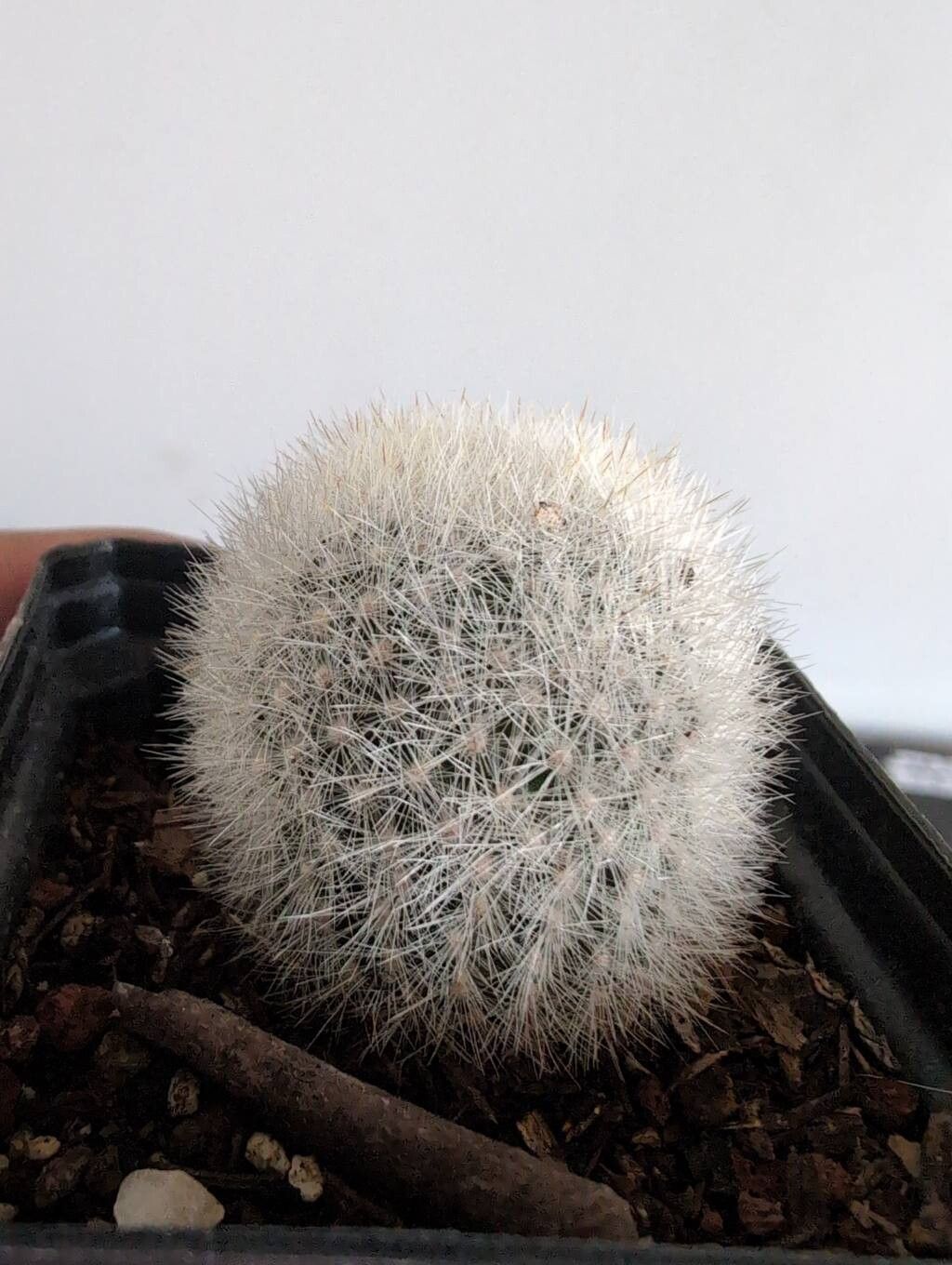 Cacto Velho (Old Lady Cactus)