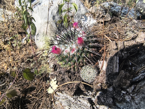 Cacto Velho (Old Lady Cactus)