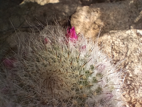 Cacto Velho (Old Lady Cactus)
