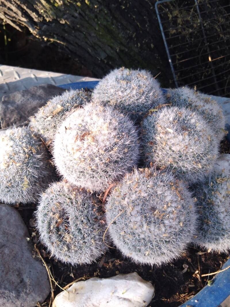 Cacto Velho (Old Lady Cactus)