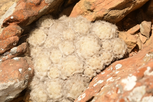 Cacto Pluma