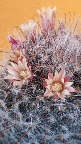 Cacto Cabeludo (Powder Puff)