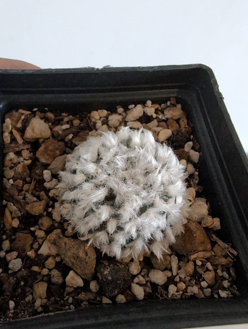 Cacto Cabeludo (Powder Puff)