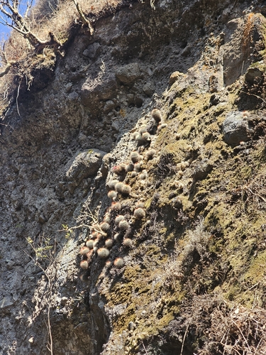 Cacto Espinhoso