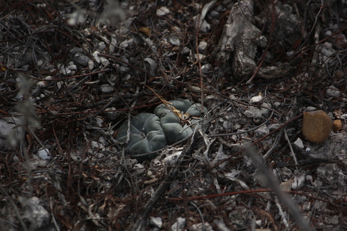Cacto Peyote