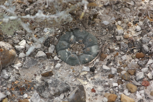 Cacto Peyote