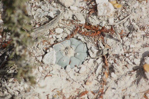 Cacto Peyote