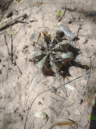 Cacto Balão (Moon Cactus)