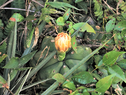 Cacto Horstii