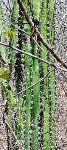 Cacto Mandacaru