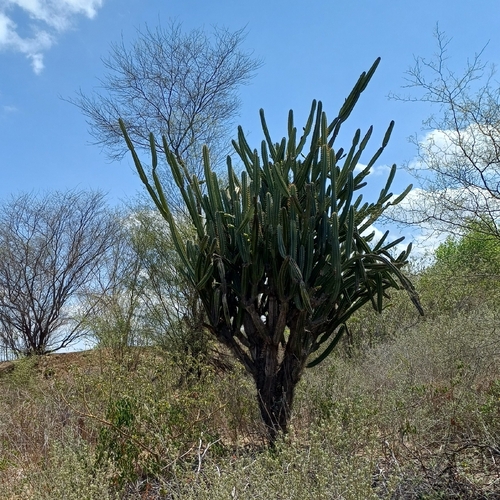Cacto Mandacaru