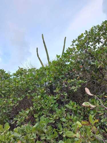 Cacto Mandacaru