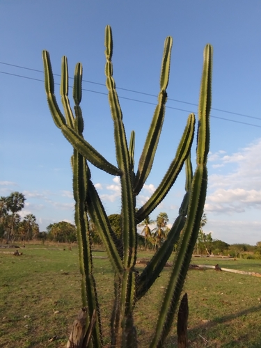 Cacto Mandacaru
