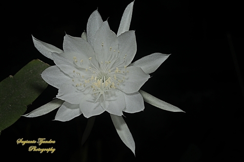 Dama da Noite (Queen of the Night)