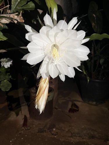 Dama da Noite (Queen of the Night)