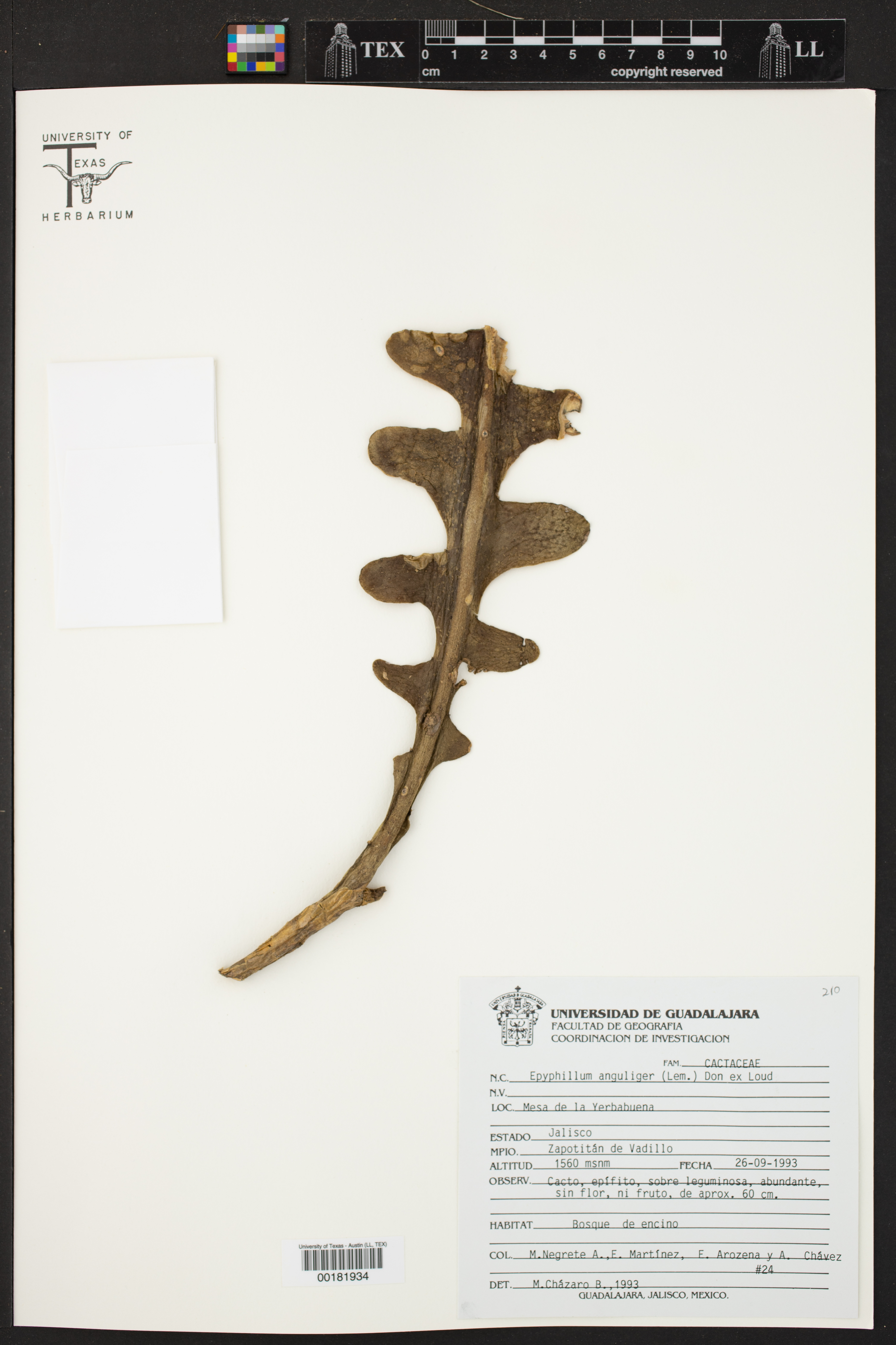 Cacto Sanca (Fishbone Cactus)