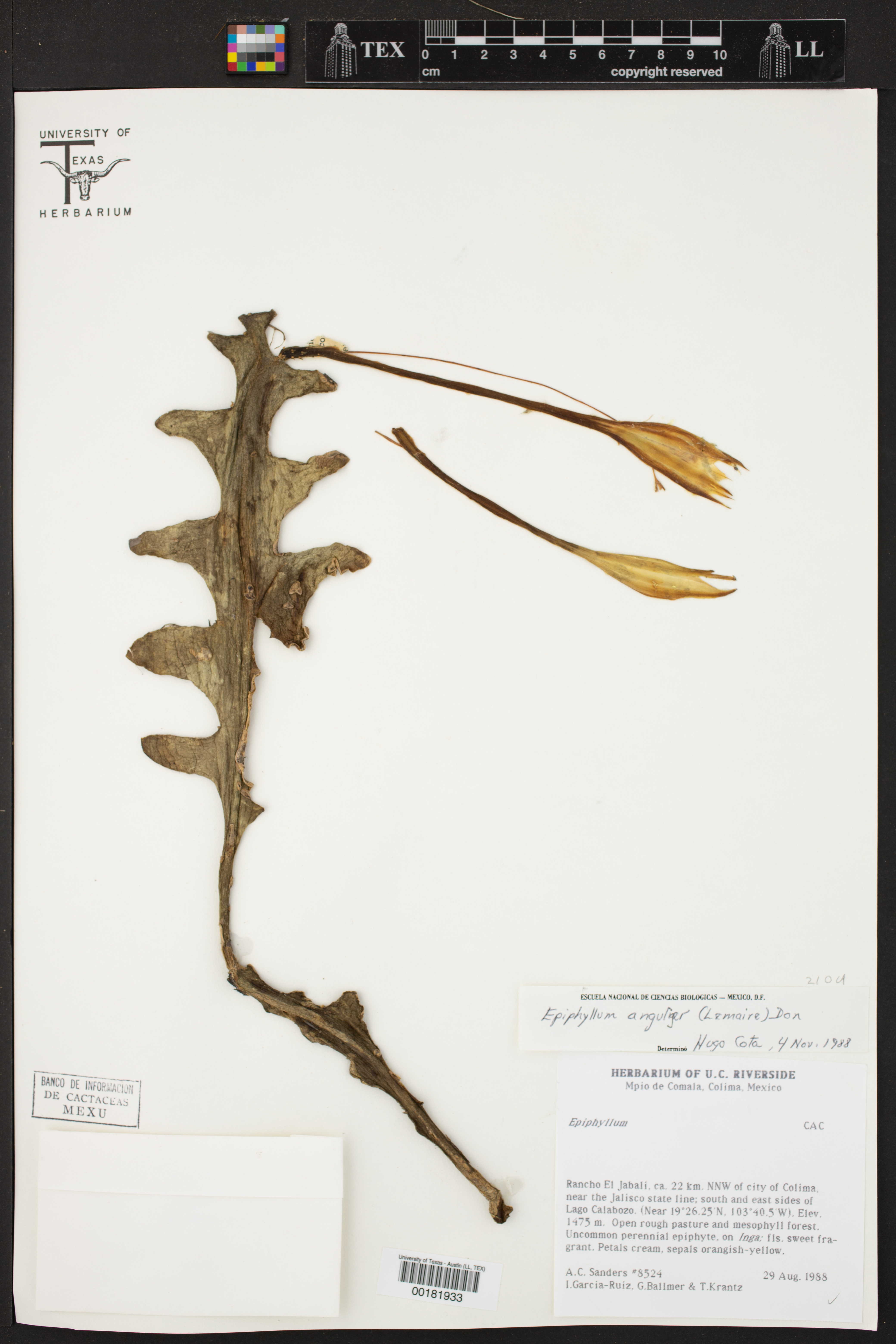 Cacto Sanca (Fishbone Cactus)