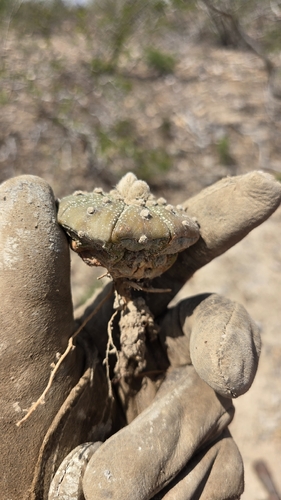 Cacto Estrela