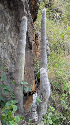 Cacto de Prata (Silver Torch)