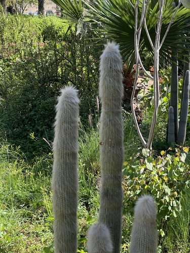 Cacto de Prata (Silver Torch)