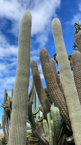 Cabeça de Velho (Old Man Cactus)