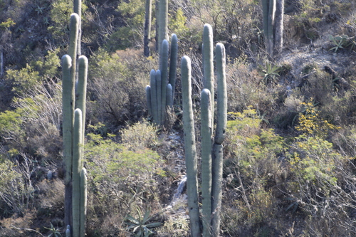 Cabeça de Velho (Old Man Cactus)