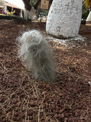 Cabeça de Velho (Old Man Cactus)