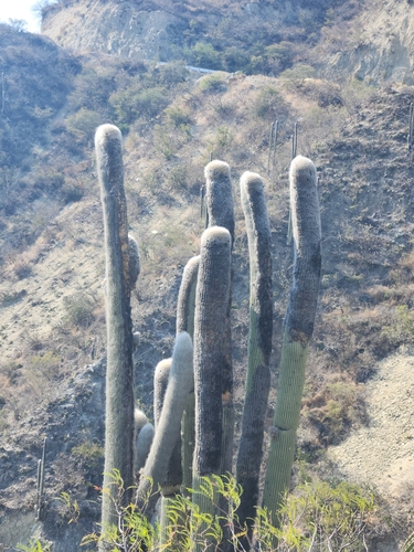 Cabeça de Velho (Old Man Cactus)