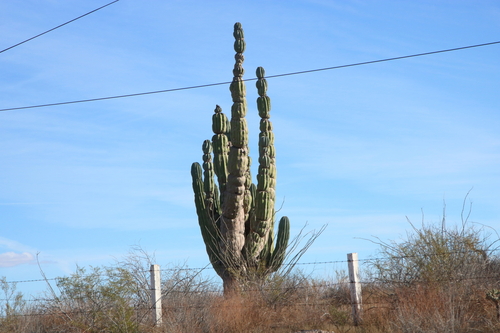 Cacto Cardón